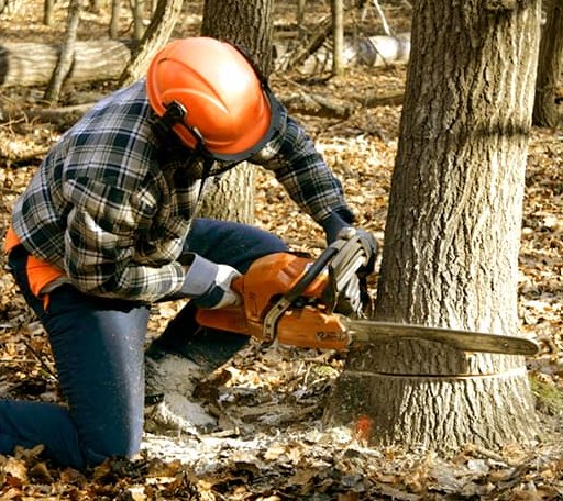 Tree Removal in Astoria, IL